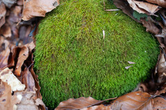 Pterigynandrum filiforme