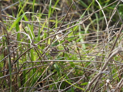 Empusa fasciata
