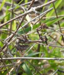 Empusa fasciata