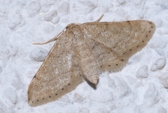 Idaea belemiata