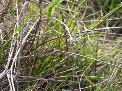 Empusa fasciata