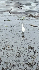 Egretta thula