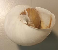 Helminthoglypta tudiculata grippii