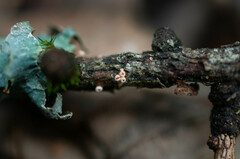 Lachnellula occidentalis