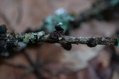 Lachnellula occidentalis