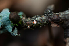Lachnellula occidentalis