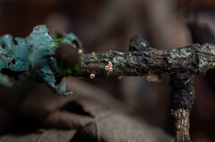 Lachnellula occidentalis