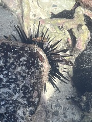 Stomopneustes variolaris