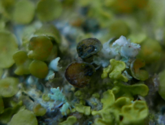 Xanthoriicola physciae