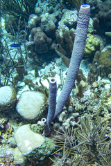 Porites porites