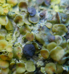 Xanthoriicola physciae