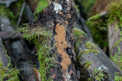 Phellinopsis conchata