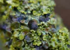 Xanthoriicola physciae