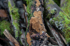 Phellinopsis conchata