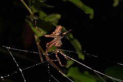 Parawixia