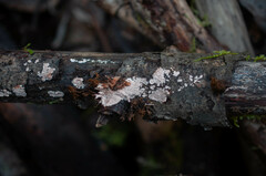 Corticium roseum