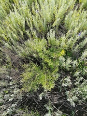 Peucedanum ruthenicum