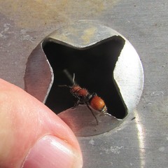 Pseudomethoca propinqua