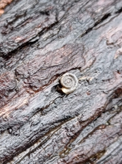Steenbergia paupercula