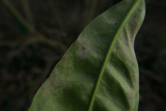 Podosphaera tridactyla