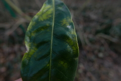 Podosphaera tridactyla