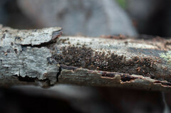 Echinosphaeria strigosa