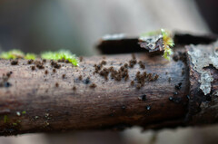 Echinosphaeria strigosa
