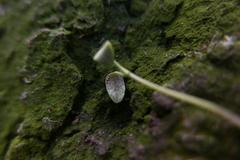 Peronospora agrestis