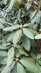 Rhododendron