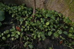 Peronospora agrestis