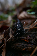Xylaria carpophila