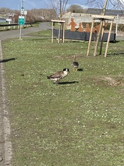 Branta canadensis
