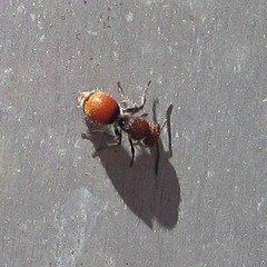 Pseudomethoca propinqua