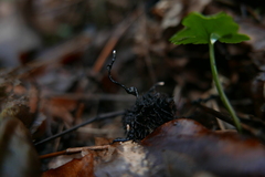 Xylaria carpophila