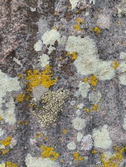 Lecanora polytropa