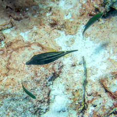 Azurina multilineata