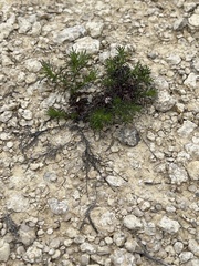 Thymophylla tenuiloba