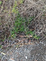 Carpobrotus edulis