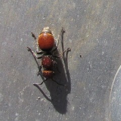 Pseudomethoca propinqua