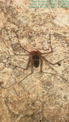 Acanthophrynus coronatus