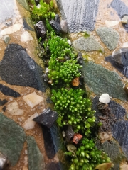 Bryum argenteum