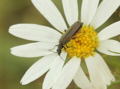 Oedemera virescens