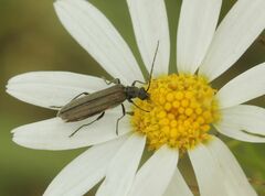 Oedemera virescens