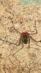 Acanthophrynus coronatus