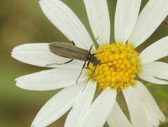 Oedemera virescens