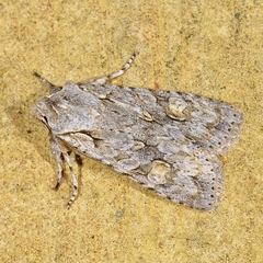 Lithophane ornitopus