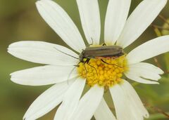 Oedemera virescens