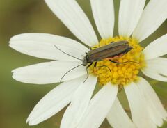 Oedemera virescens