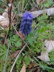 Muscari neglectum