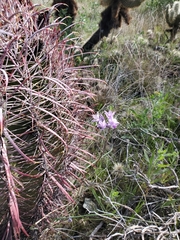 Dipterostemon capitatus